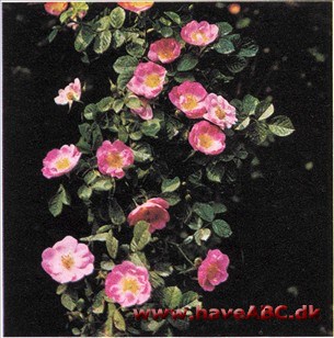 Rosa rubiginosa Amy Robsart