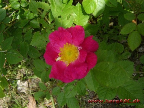 Rosa rubiginosa Anne of Geierstein
