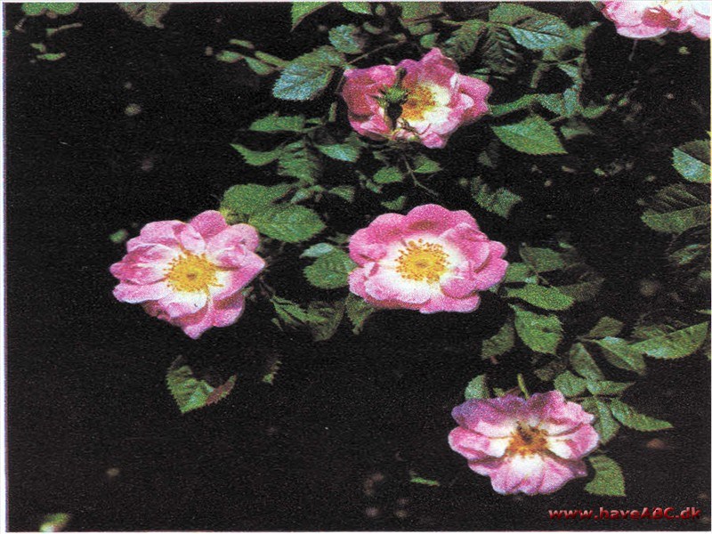 Rosa rubiginosa Flora McIvor