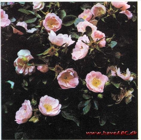 Rosa rubiginosa Julia Mannering