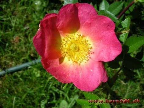 Rosa rubiginosa Lady Penzance Rosa rubiginosa Lady Penzance