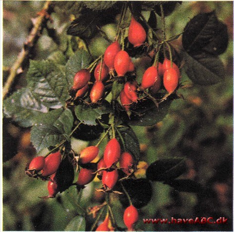 Rosa rubiginosa Meg Merrilies Rosa rubiginosa Meg Merrilies