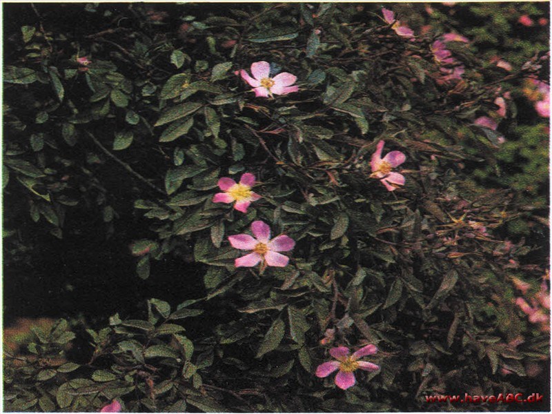 Rosa rubrifolia - Rosa glauca - Kobberrose Rosa rubrifolia - Rosa glauca - Kobberrose