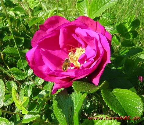 Rosa rugosa - Rynket rose