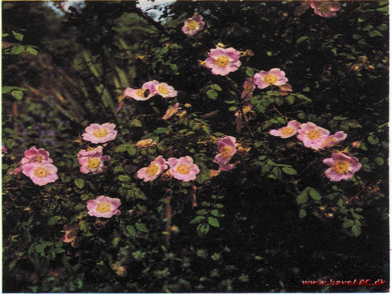 Rosa sweginzowii Rosa sweginzowii