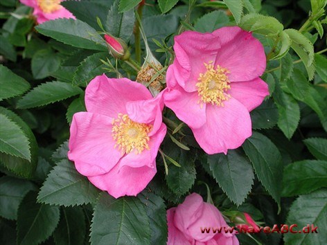 Rosa virginiana - Glansbladet rose