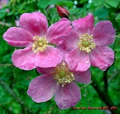 Rosa willmottiae - Guirlanderose