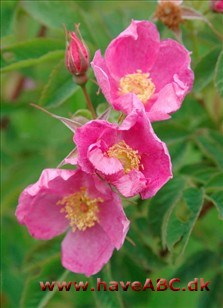 Rosa woodsii fendleri