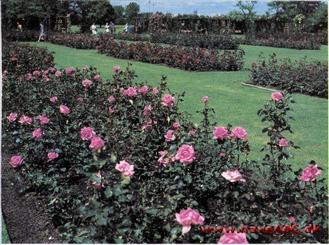 Rosarium - roser Rosarium - roser