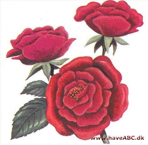 Rose - Rosa Rose - Rosa