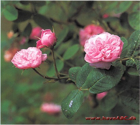 Rose de Meaux - De Meaux Siges at være fundet i haven hos biskoppen i Meaux, som elskede roser. Ingen typisk pomponrose. De små, søde blomster minder egentlig mest om nellike.