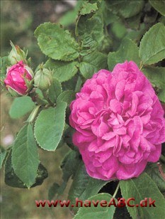 Blomsterne er mørkt pink, der blegner med lilla anstrøg, meget fyldte, rosetformede og stærkt duftende. Se mere her ...