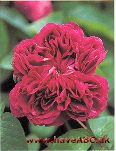 Minder om 'Rose du Roi', men er tæt­tere fyldt og har en lidt anden farve. Som navnet antyder har denne rose purpurnuance, ganske som gallica­rosen 'Empereur du Maroc'. Mogador er en af Marokkos ...
