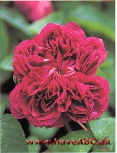 Rose du Roi à Fleur Pourpres - Mogador Minder om 'Rose du Roi', men er tættere fyldt og har en lidt anden farve. Som navnet antyder har denne rose purpurnuance, ganske som gallicarosen 'Empereur du Maroc'. Mogador er en af Marokkos ...