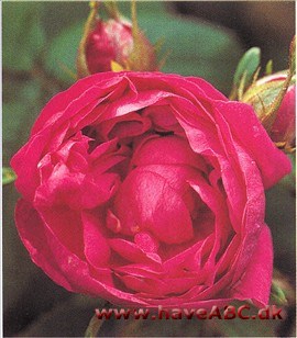 Rose du Roi Hed først 'Comte Lelieur' efter greven, som var chef for statens haveanlæg, men blev senere omdøbt - til ære for Ludvig XVIII - da kongedømmet genindførtes i 1814.