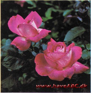 Rose Gaujard Rose Gaujard