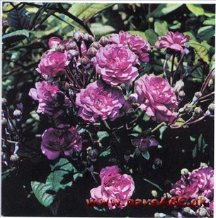 Rose Marie Viaud Rose Marie Viaud