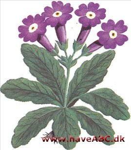 Rosenaurikel - primula hirsuta Rosenaurikel - primula hirsuta