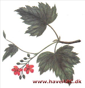 Rosenbrombær - Rubus odoratus