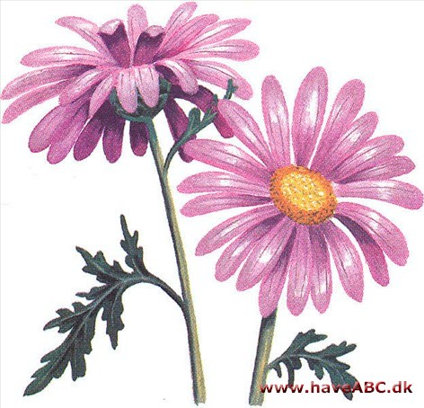 Rosenkrave - Chrysanthemum coccineum