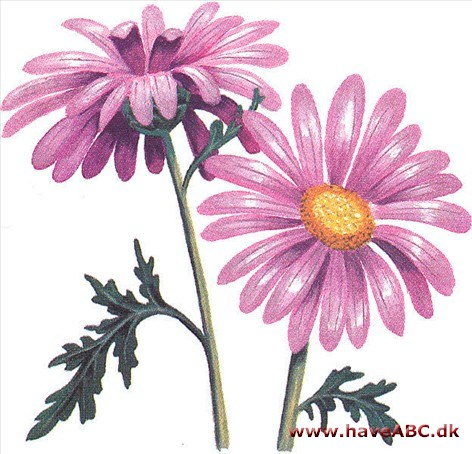Rosenkrave - Chrysanthemum coccineum Rosenkrave - Chrysanthemum coccineum