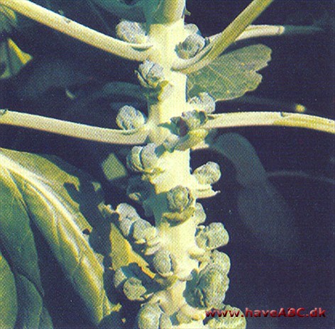 Rosenkål - Brassica oleracea convar. oleracea