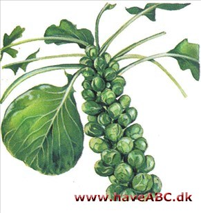 Rosenkål - Brassica oleracea