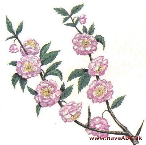 Rosenmandel - Prunus triloba