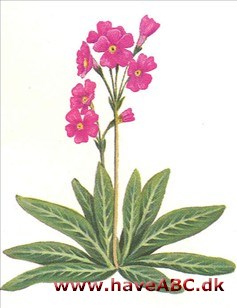 Rosenprimula - primula rosea Rosenprimula - primula rosea