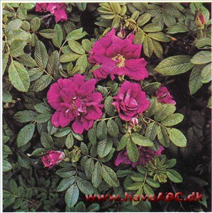 Roseray de l'Hay - Roseraie de l'Hay De mørkerøde, store, fyldte blomster, der bliver lysere med alderen, dufter kraftigt. De udvikles i ...Se mere her ...