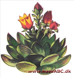 Rosetblomst - Echeveria Rosetblomst - Echeveria