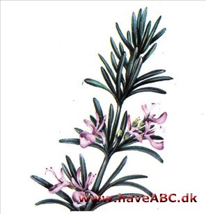 Rosmarin - Rosmarinus officinalis Rosmarin - Rosmarinus officinalis