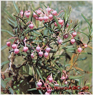 Rosmarinlyng - Andromeda polifolia † Rosmarinlyng - Andromeda polifolia †
