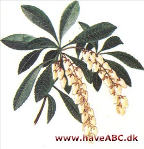 Rosmarinlyng - Andromeda polifolia Rosmarinlyng - Andromeda polifolia