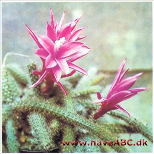 Rottehalekaktus, Slangekaktus - Aporocactus flagelliformis Rottehalekaktus, Slangekaktus - Aporocactus flagelliformis