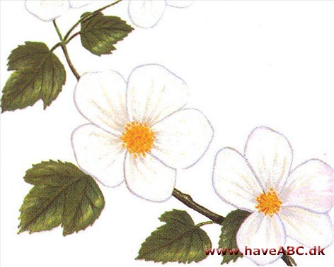 Rubus deliciosus - Rubus deliciosus