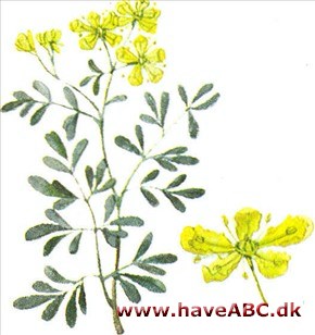 Rude - Ruta graveolens Rude - Ruta graveolens