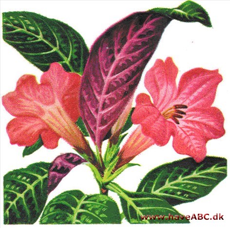 Ruellia - Ruellia