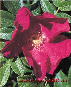 Skyder rodskud lige så vildt som en Rosa pimpinellifolia 'Altaica', men ser ellers mest ud som en rugosa. Slægt­skabet fra begge sider kan læses i nav­net, hvor rug står for rugosa og spin for ...