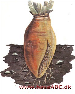Runkelroe / Foderroe - Beta vulgaris Runkelroe / Foderroe - Beta vulgaris