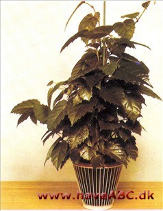 Russervin - Cissus antarctica Russervin - Cissus antarctica