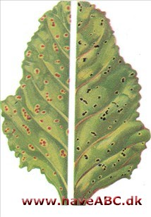 Rustsvampe Rustsvampe