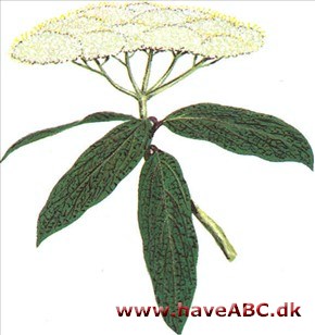 Rynkeblad - Viburnum rhytidophyllum