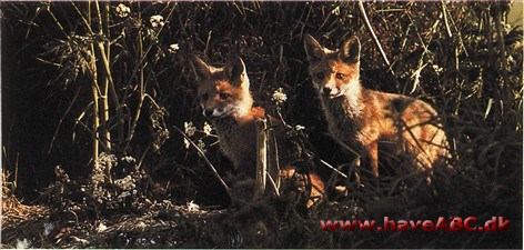 Ræv - Vulpes vulpes