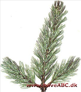 Rævehalefyr - Pinus balfouriana