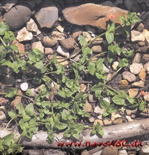 Rød arve - Anagallis arvensis Rød arve - Anagallis arvensis