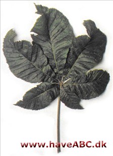 Rød hestekastanie - Aesculus x carnea Rød hestekastanie - Aesculus x carnea