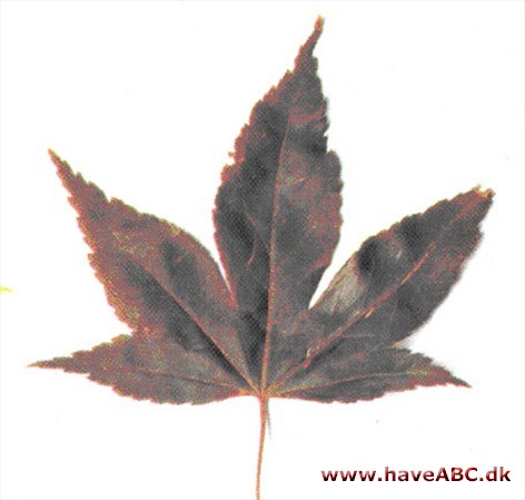 Rød japansk løn - Acer palmatum 'Atropurpureum'