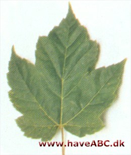 Rød løn - Acer rubrum Rød løn - Acer rubrum