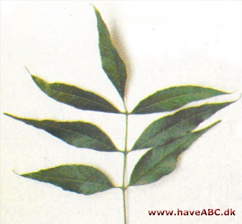 Rødask - Fraxinus pennsylvanica Rødask - Fraxinus pennsylvanica
